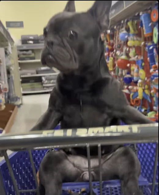 Frenchie visits local PetSmart Store !